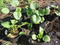 ��A�O�̕c�i�}���[�y�j