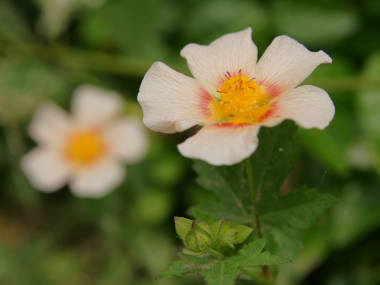 �}���o�X�g�����E���e���e�B�E��