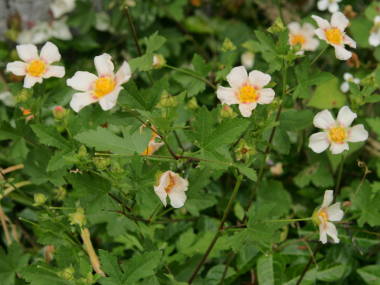 �}���o�X�g�����E���e���e�B�E��