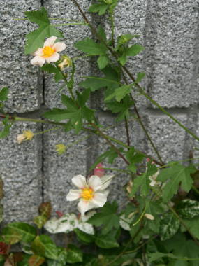 �}���o�X�g�����E���e���e�B�E��