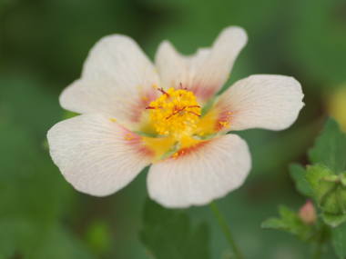 �}���o�X�g�����E���e���e�B�E��