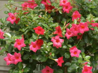 �}���f�r��