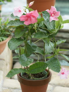 �}���f�r��