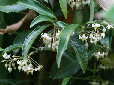 �}�������E�̉�