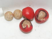 ���̒��̃^�l�i�}�������E�j