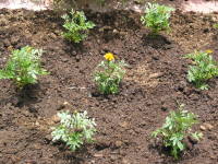 6����{�ɒ�A�i�}���[�S�[���h�j