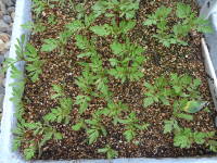 ���܂��i�}���[�S�[���h�j