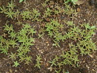 ��܂���̔���i�}�c�o�{�^���j