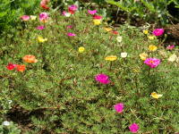 �J�ԁi�}�c�o�{�^���j