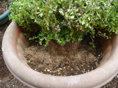 �A���ւ����i���J���h�j�A�j