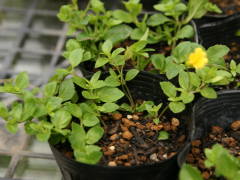 �}���،㐔�����i���J���h�j�A�j