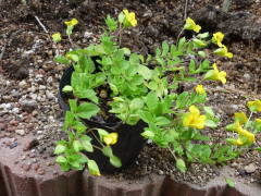 �}���،�̏t�i���J���h�j�A�j