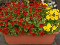 ���J�i�~�����X�j