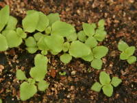 ��܂���S�O���قǁi�~�����X�j