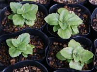 �����ŉz�~���i�~�����X�j