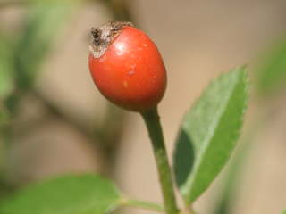 �~�j�o���̎�