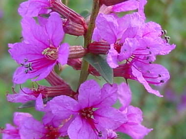 �~�\�n�M�̃A�b�v