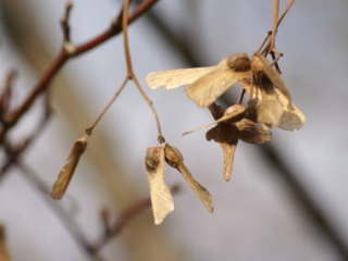 ���~�W�̏n������