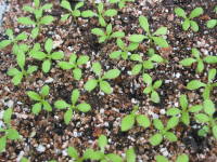 ��܂��i���M�����M�N�j