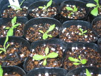 ���A���i���M�����M�N�j