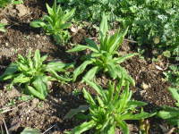 �z�~���̕c�i���M�����M�N�j