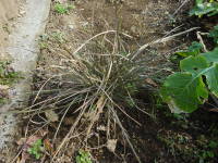 �z�~���̃��[�����x���M�A�E�J�s�����X