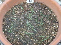 ����i���[�����x���M�A�E�J�s�����X�j