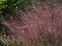 �J�ԁi���[�����x���M�A�E�J�s�����X�j