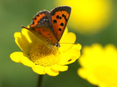 ムルチコーレと蝶