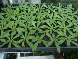 ポット苗(ムルチコーレ)