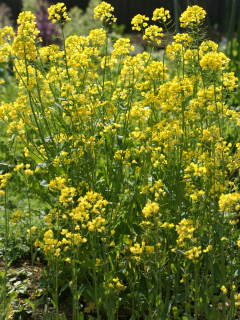 �J�ԁi�i�m�n�i�j