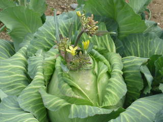 �L���x�c�̉Ԍs