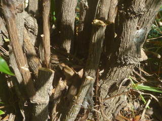 (株元の切りあと)ナンテン