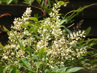 花(ナンテンの基本種))