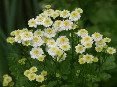 ナツシロギク(八重咲き)