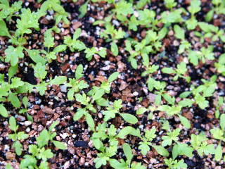 発芽(ナツシロギク)