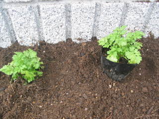 ナツシロギク(ポット苗の植え付け)