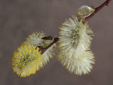 �l�R���i�M