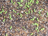 ��܂���̔���