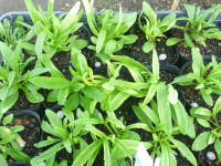 �|�b�g�c�i�l���V�A�j