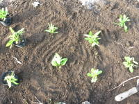 ��A�i�l���V�A�j