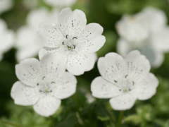 �l���t�B���E�X�m�[�X�g�[��