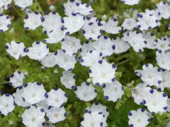 �l���t�B���E�}�N���[�^