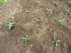 �A���t���i�l���t�B���j