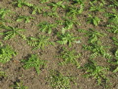 �A���t���A��P������i�l���t�B���j