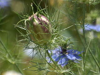 �j�Q���̎�