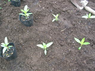 �Ԓd�֐A���t���i�j�`�j�`�\�E�j