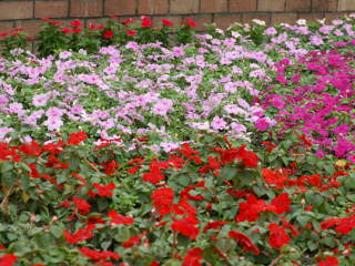 �Ԓd�̃j�`�j�`�\�E