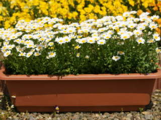 �v�����^�[�̃m�[�X�|�[��