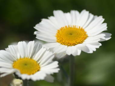 �m�[�X�|�[��